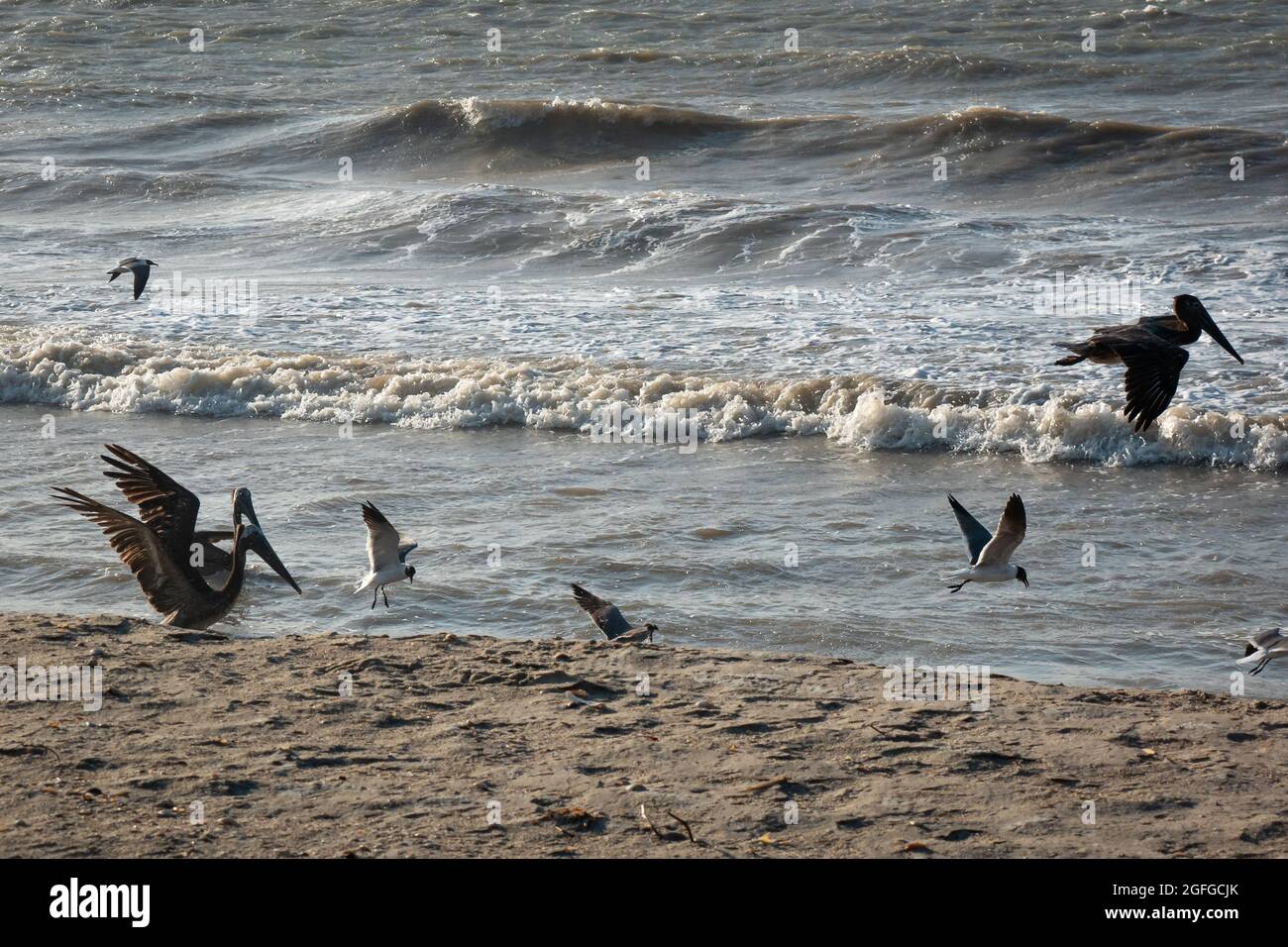 Les pélicans bruns (Pelecanus occidentalis) et les mouettes vollent et nagent près de la mer au coucher du soleil à Riohacha, la Guajira, Colombie Banque D'Images