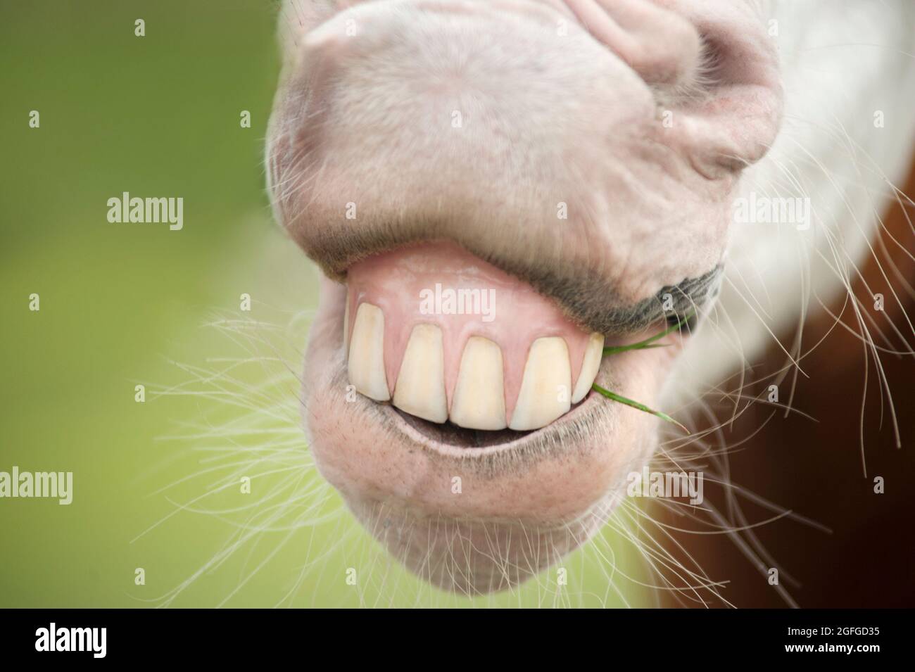 Dents de cheval Banque de photographies et d'images à haute résolution -  Alamy