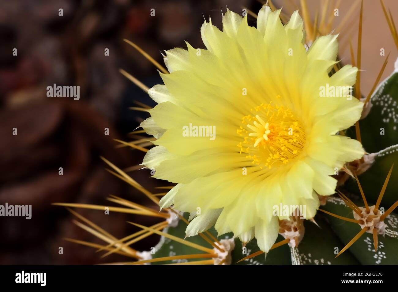 Belle fleur jaune aux pétales délicats et aux étamines d'un cactus rond aux épines aiguisées Banque D'Images