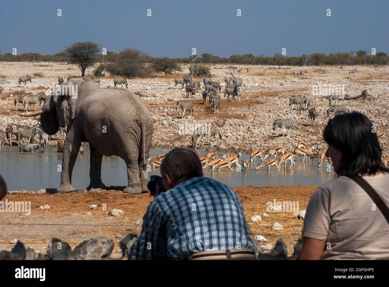 Touristes prenant des photos de l'éléphant (Loxodonta africana) buvant le trou d'eau d'Okaukuejo, Parc national d'Etosha, Namibie Banque D'Images