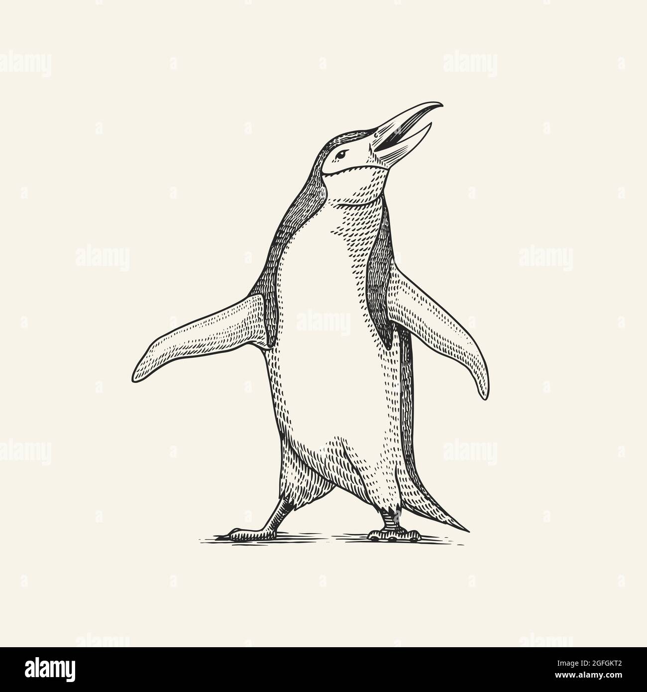 Pingouin à collier. Adelie Gentoo oiseau. Graphiques vectoriels mise en plan en noir et blanc. Esquisse dessinée à la main. Animal mignon. Illustration de Vecteur