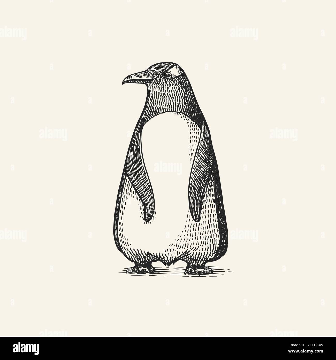 Pingouin Gentoo. Graphiques vectoriels mise en plan en noir et blanc. Esquisse dessinée à la main. Oiseau aquatique sans vol. Animal mignon. Illustration de Vecteur