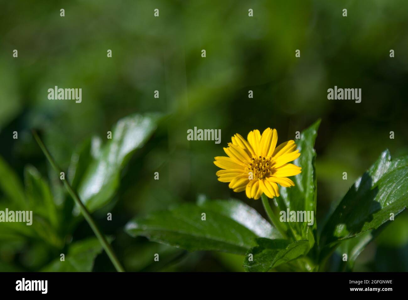 La plante rampante est connue sous le nom de coupe de beurre rampante qui a des fleurs jaunes le matin Banque D'Images