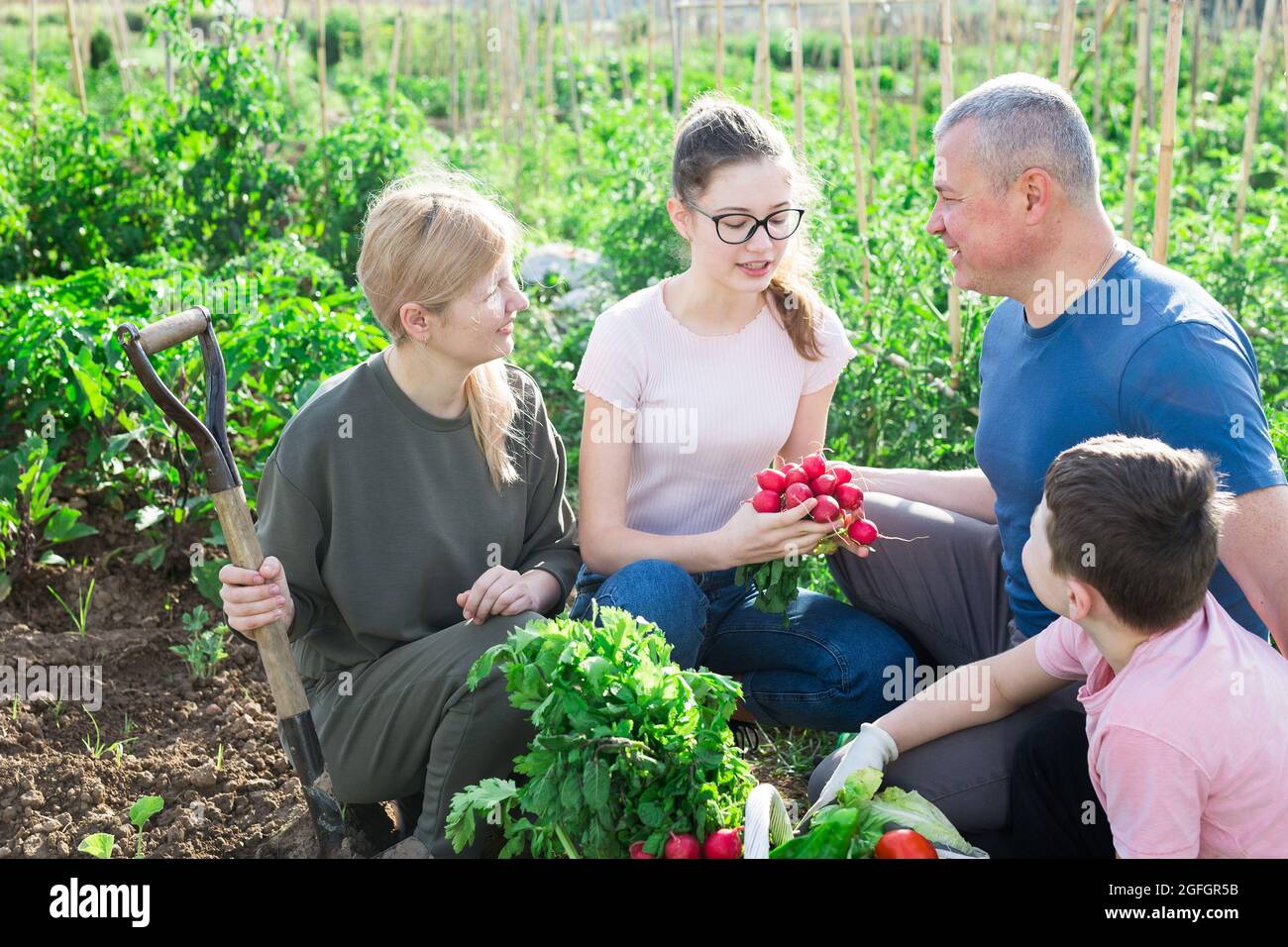 Bonne famille de quatre avec panier de légumes mûrs sur le terrain Banque D'Images