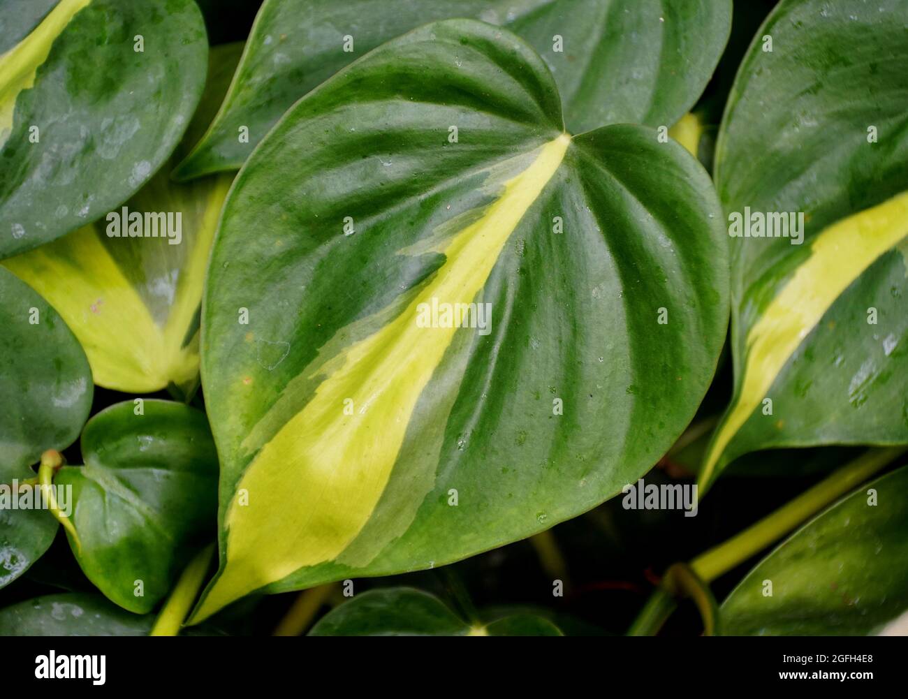 Gros plan d'une feuille jaune et verte de Philodendron Brasil Photo Stock -  Alamy