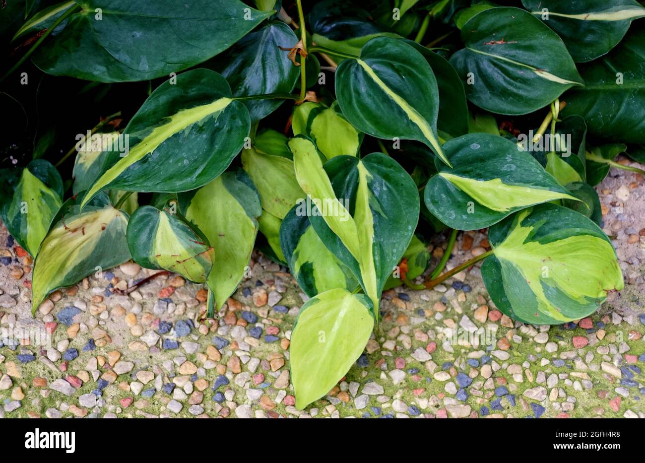 La feuille jaune et verte de Philodendron Brasil Banque D'Images