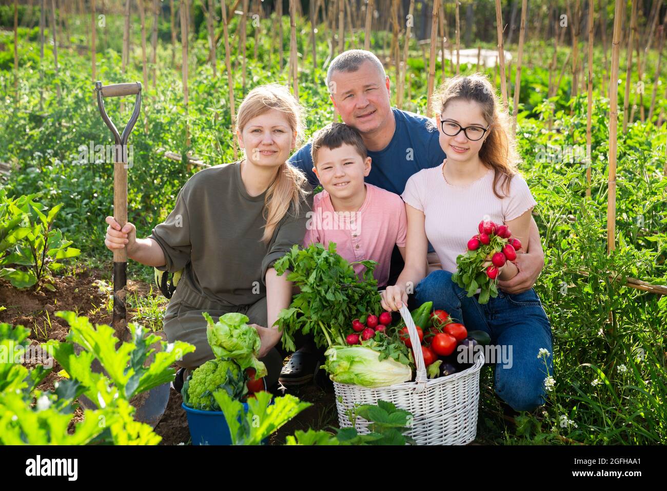 Bonne famille de quatre avec panier de légumes mûrs sur le terrain Banque D'Images