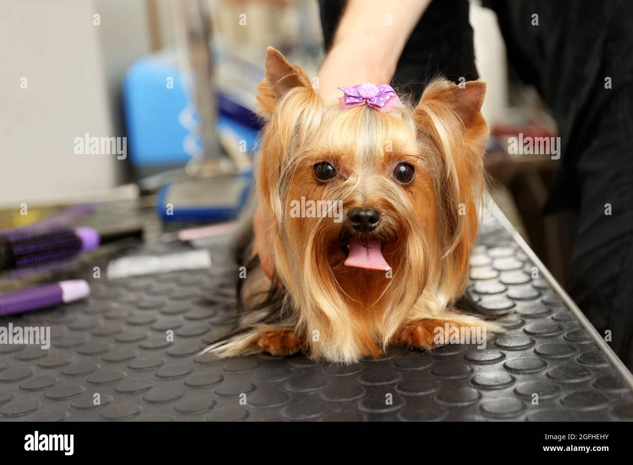 Chien de coiffure canin dans le salon Photo Stock - Alamy