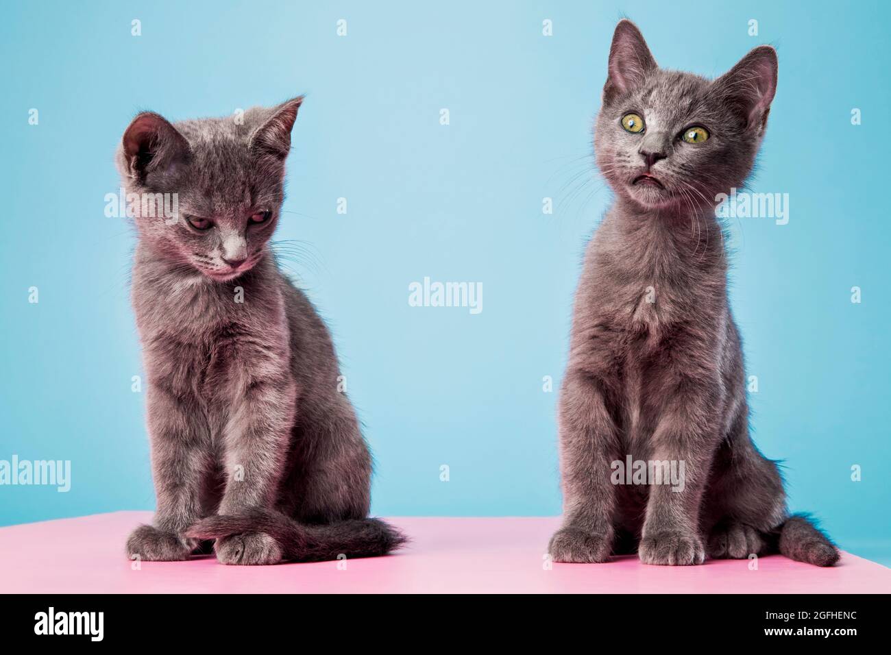 Deux chatons gris assis côte à côte sur un fond de studio avec des expressions comiques. Banque D'Images
