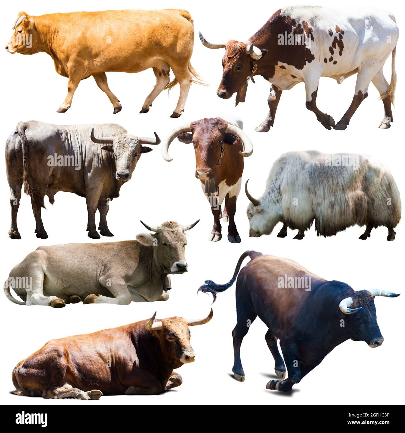 autocollants de différentes races de vaches sur fond blanc Banque D'Images