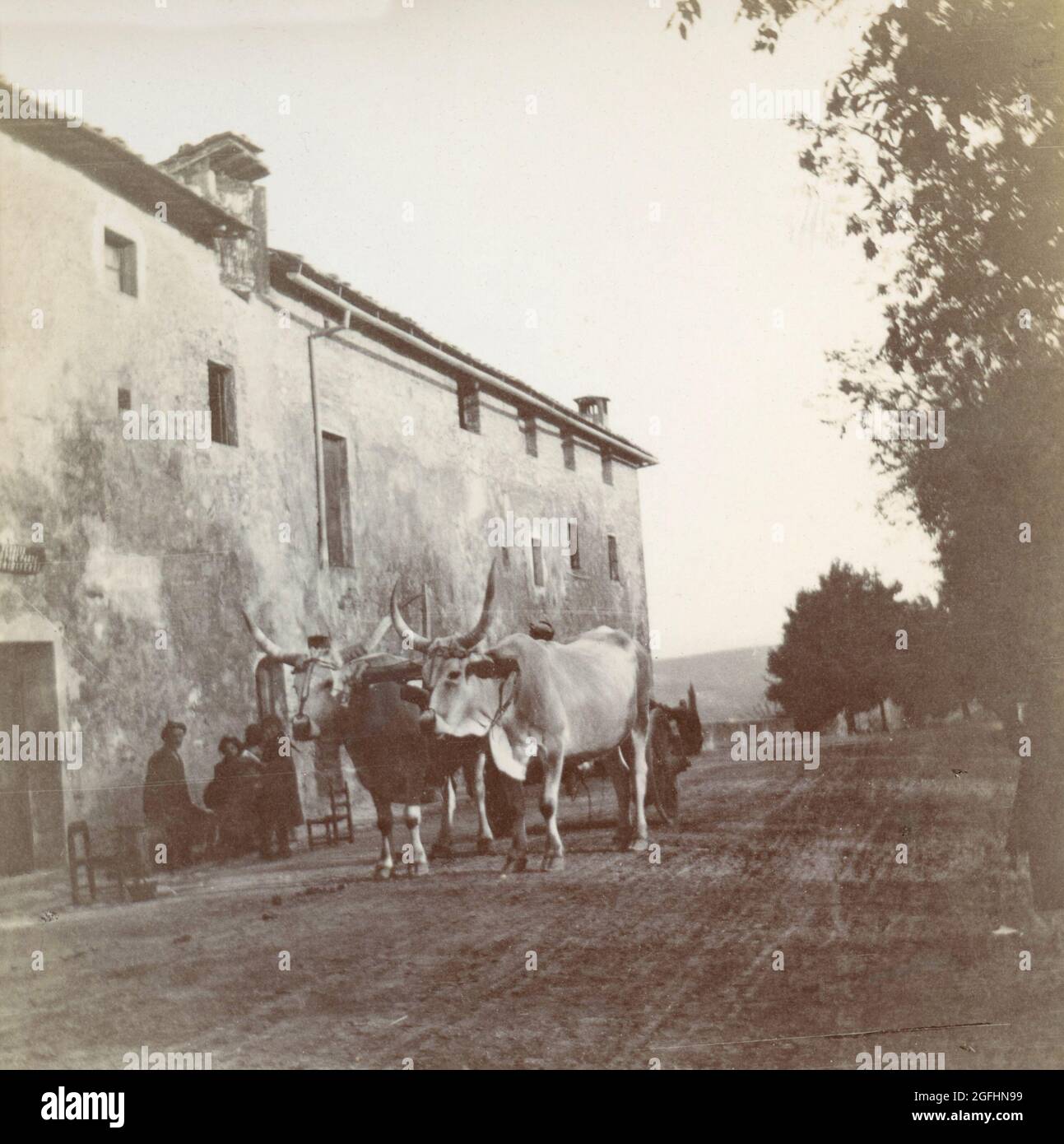 Lot De 2 Photos Anciennes - Laitière Flamande Et Chien - Tirage Albuminé - 1900