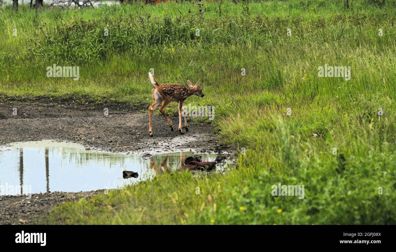 Un jeune cerf de Virginie vérifie un champ d'herbe verte par Mission Marsh, à Thunder Bay, Ontario, Canada. Banque D'Images