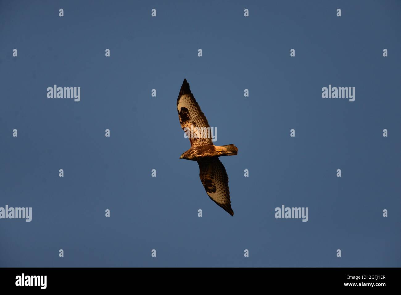 Buzzard volant au coucher du soleil Perthshire Banque D'Images