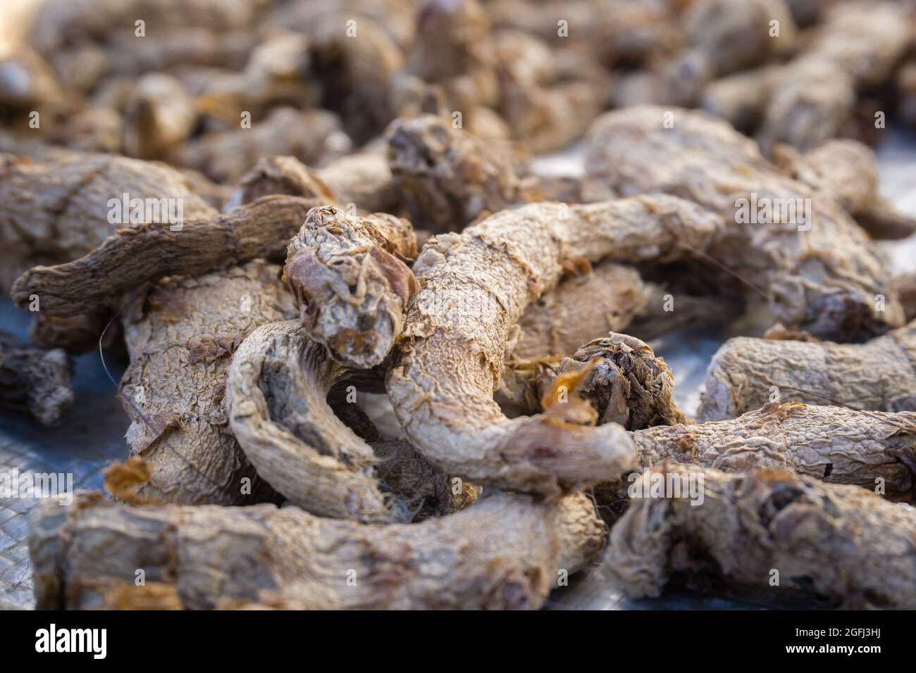 Un gros plan de racine de curcuma séchée . Le curcuma est une épice commune qui vient de la racine de Curcuma longa. Il contient un produit chimique appelé curcumine, Banque D'Images