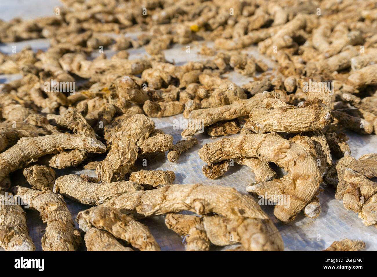 Un gros plan de racine de curcuma séchée . Le curcuma est une épice commune qui vient de la racine de Curcuma longa. Il contient un produit chimique appelé curcumine, Banque D'Images