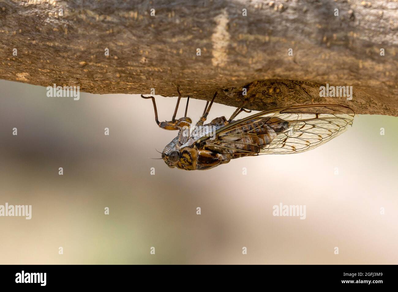 Cicada sur l'arbre à huile Banque D'Images