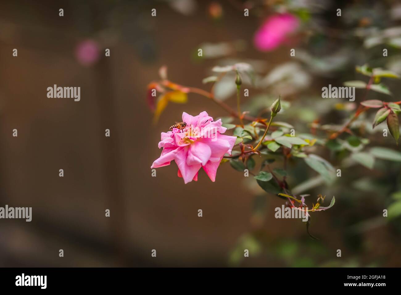 une abeille perchée sur une rose Banque D'Images