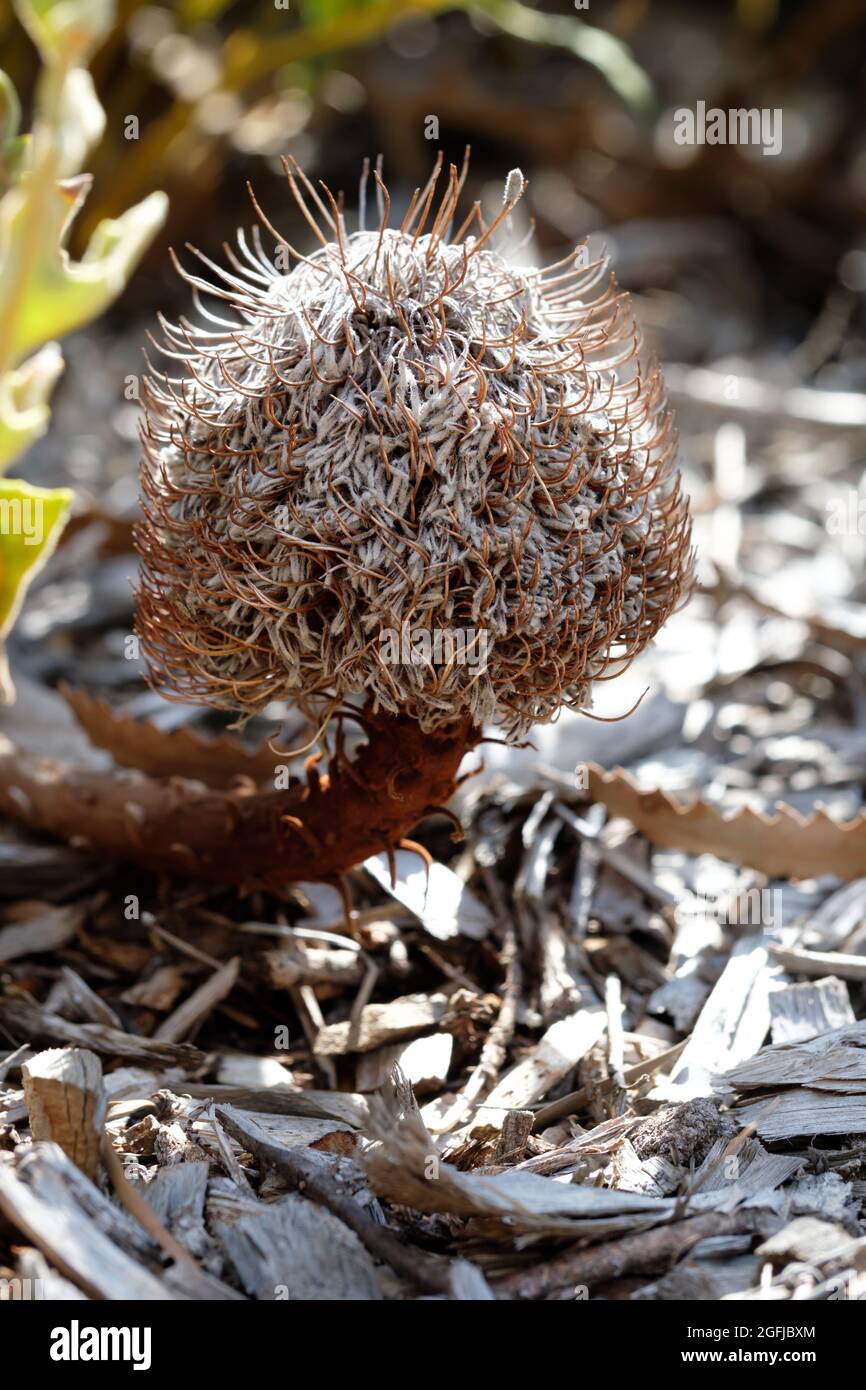 Banksia blechnifolia Banque D'Images