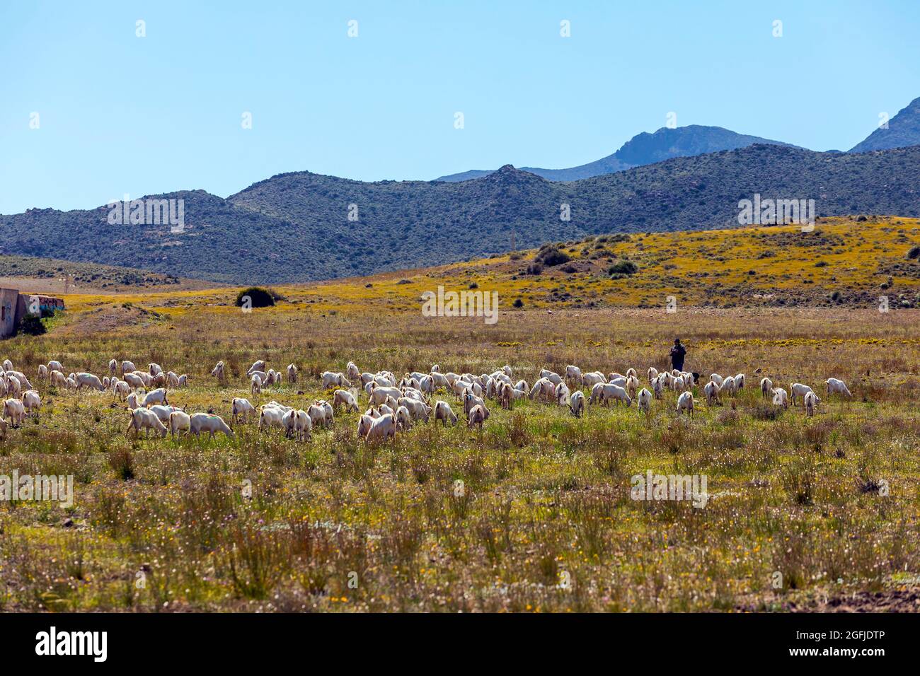 Paysage de la zone côtière Cabo de Gata, province d'Almeria, Andalousie, Espagne. Éleveur et troupeau de moutons dans les montagnes, dans le désert de Tabernas Banque D'Images