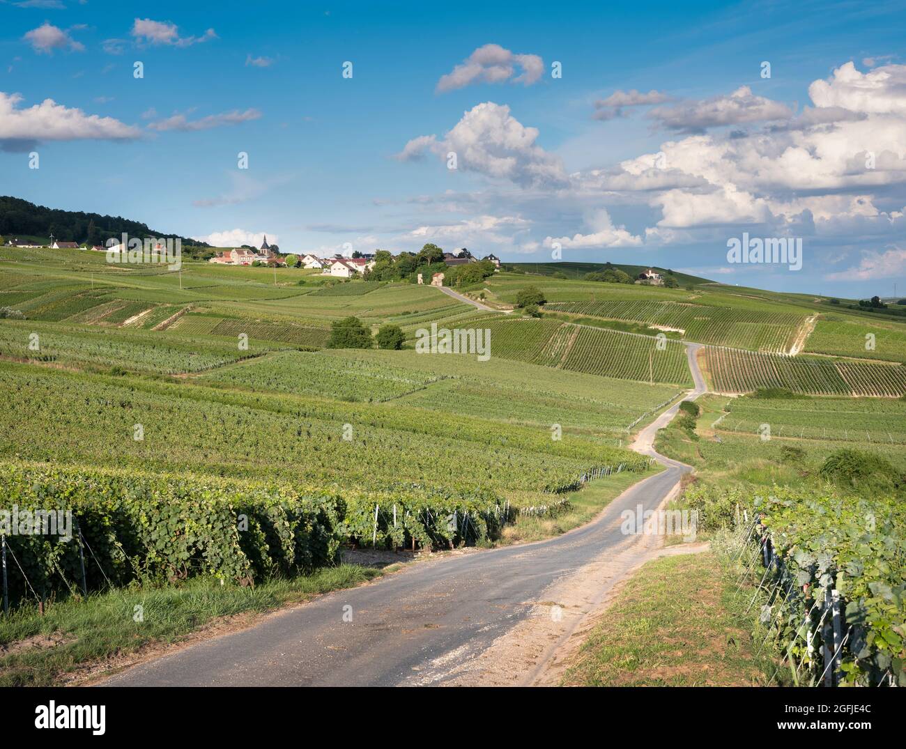 vignobles dans la campagne de la vallée de la marne au sud de reims en champagne ardenne Banque D'Images