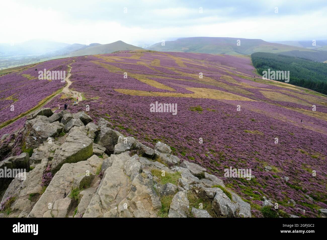 Vue depuis le sommet de Win Hill, dans le Derbyshire, montrant une exposition colorée de bruyères pourpres et de sentiers de randonnée menant vers des collines brumeuses. Banque D'Images