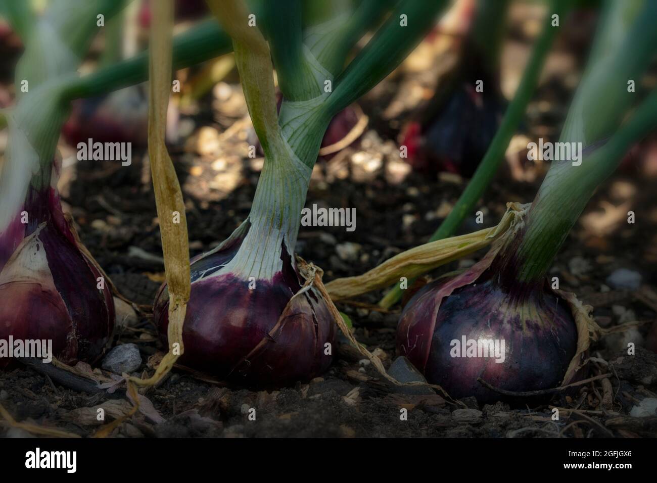 Oignon - Baron rouge, Allium cesp 'Baron rouge', portrait végétal naturel Banque D'Images