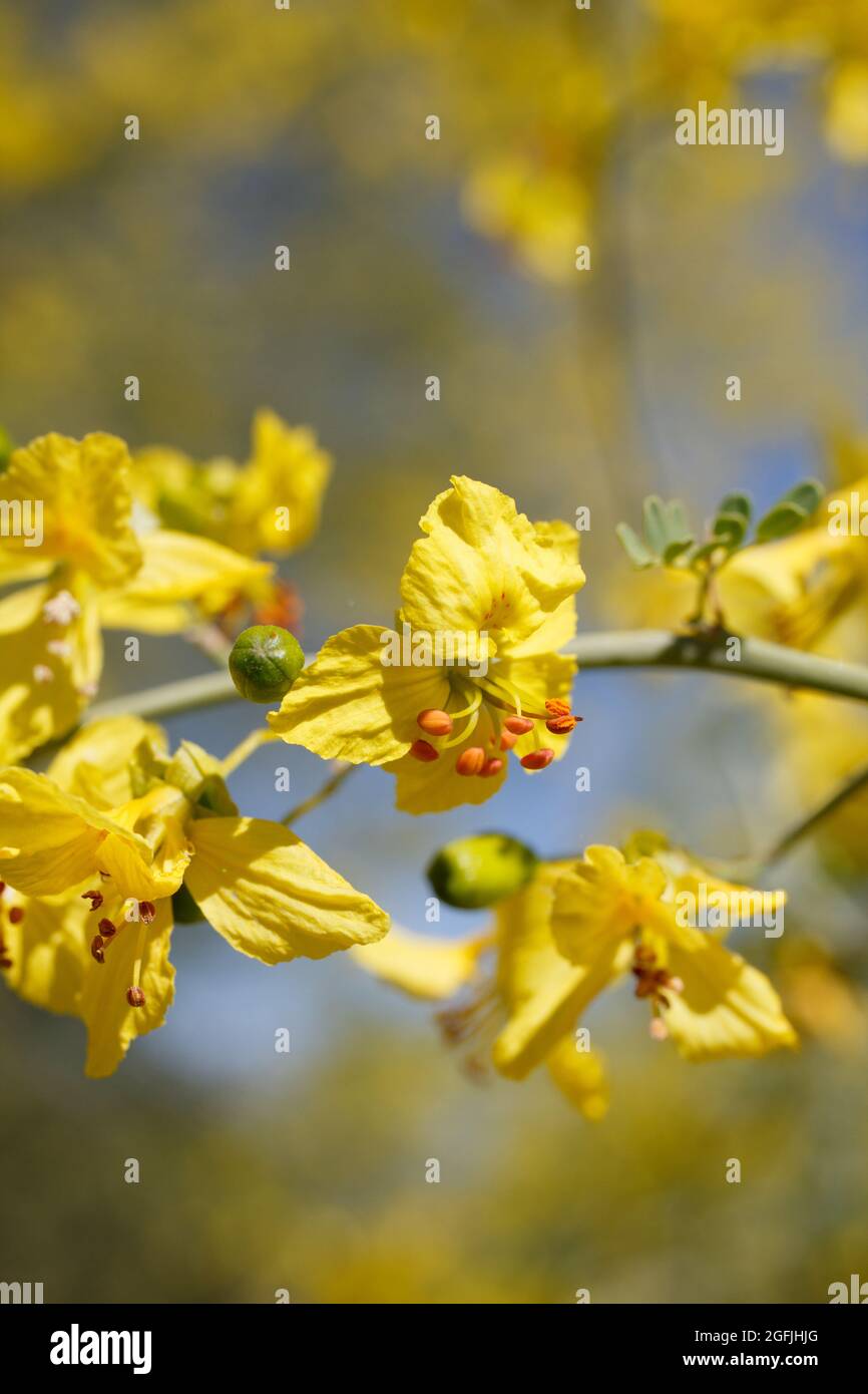 Inflorescences de ratons laveurs jaunes de Blue Palo Verde, Parkinsonia Florida, Fabaceae, originaire près de Twentynine Palms, désert de Mojave du Sud, Springtime. Banque D'Images
