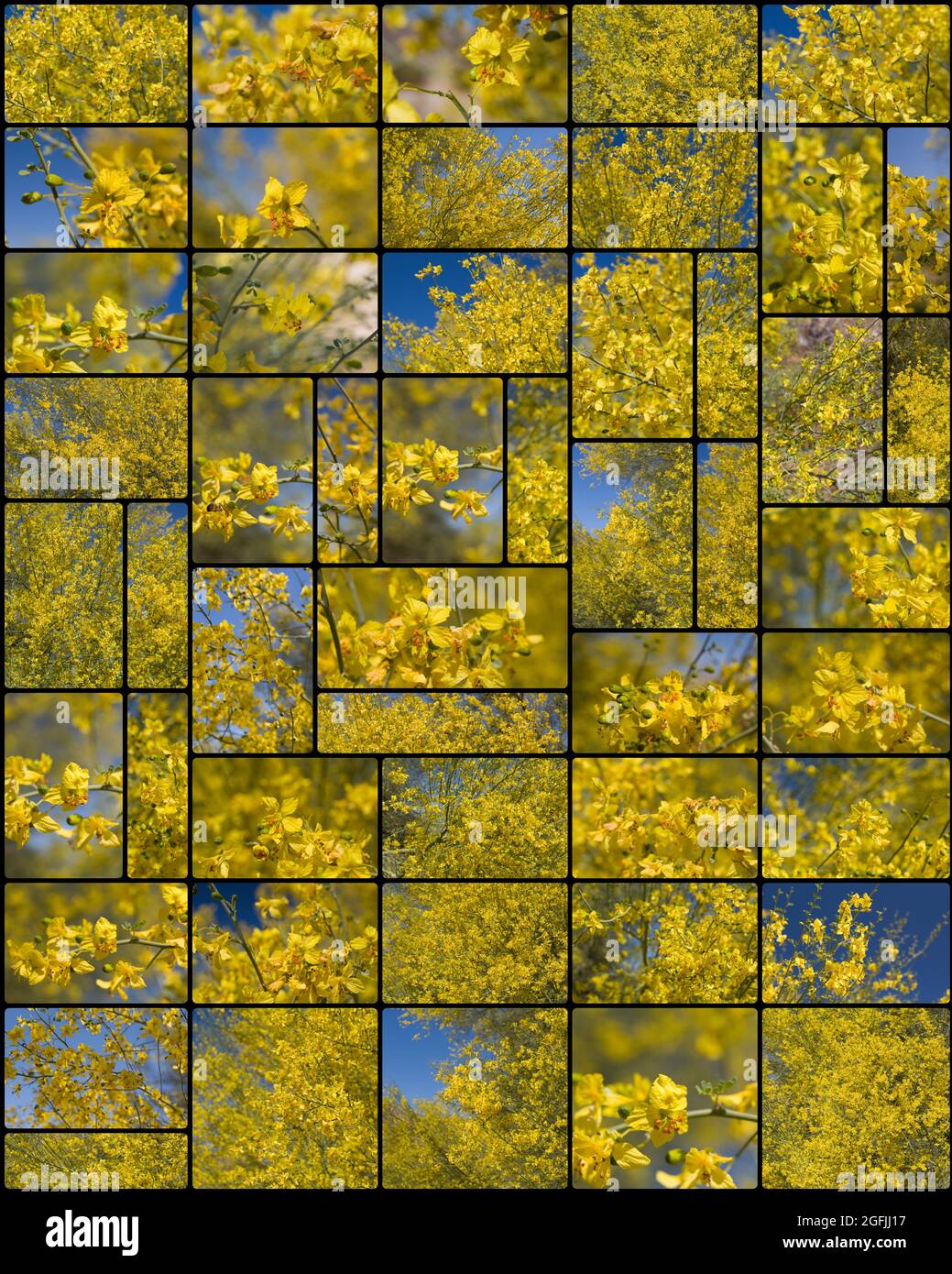 Le collage de ratons laveurs jaunes fleurit sur le Blue Palo Verde, Parkinsonia Florida, Fabaceae, originaire du désert de Mojave du Sud, photographié Springtime 2021. Banque D'Images