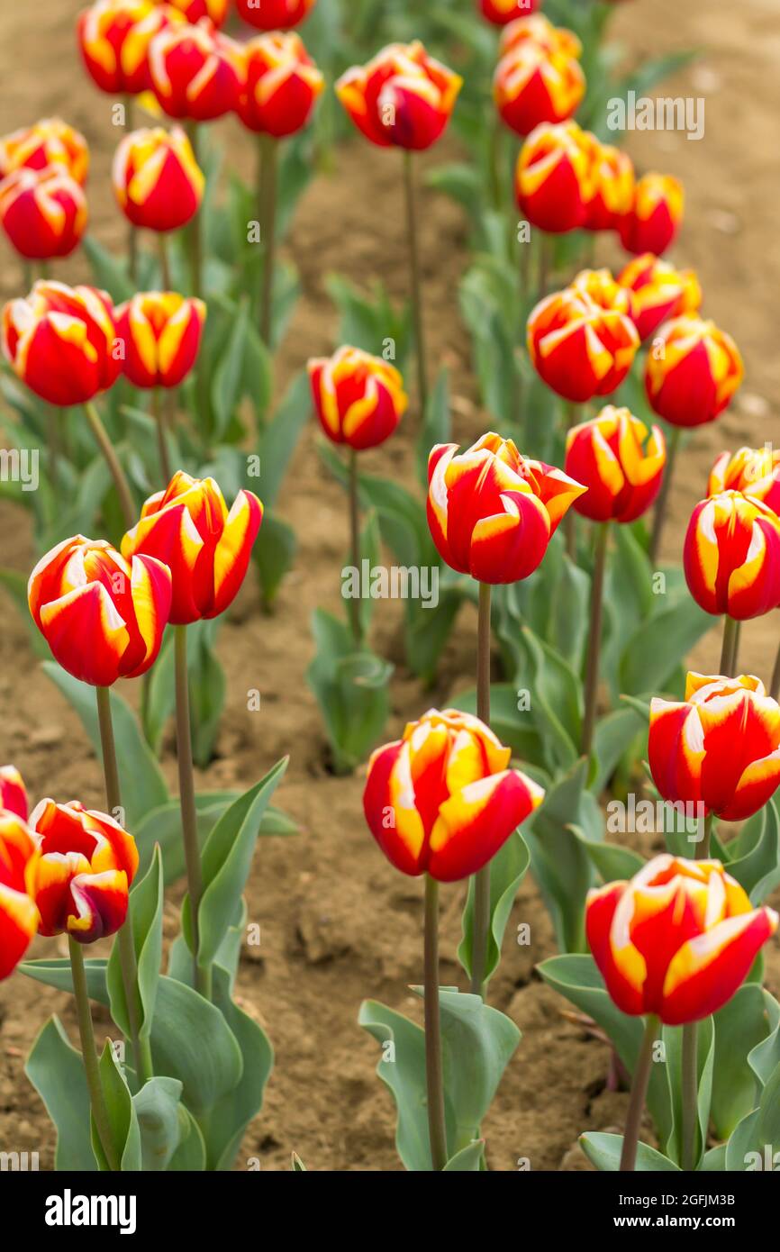 Cultivar de tulipe rouge et jaune unique Falcon. Champ de tulipes fleuries  à l'extérieur. Fleurs de tulipe de tous les côtés. Fleurs pour les vacances  de Photo Stock - Alamy