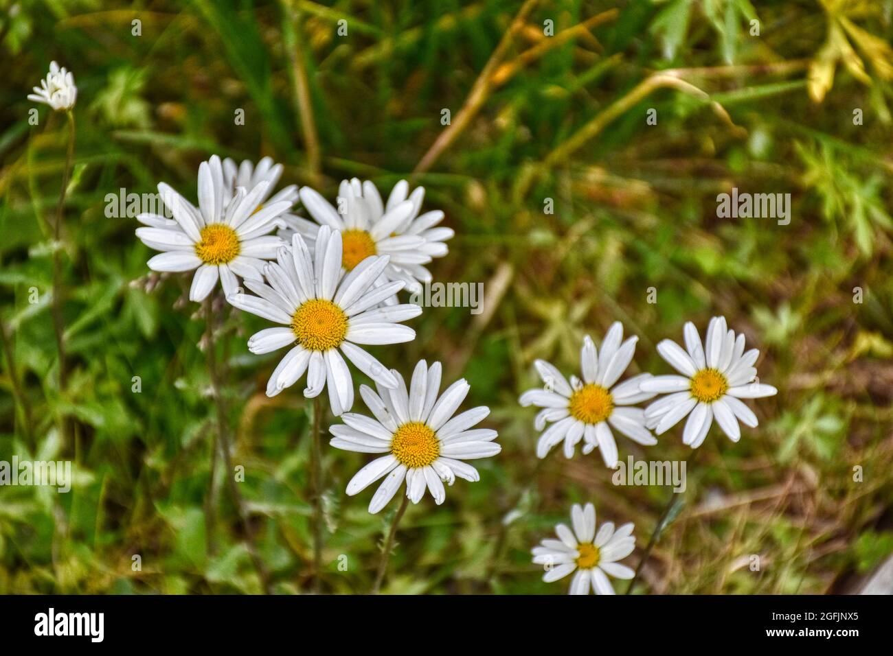 Margeriten, Leucanthemum, Korbblütler, Blume, Blumen, Wiesenblume, Wiesenblumen, Blüte, Blüten, Blütenblatt, weiß, Natur, Wiese, Wiesenblume, gr Banque D'Images