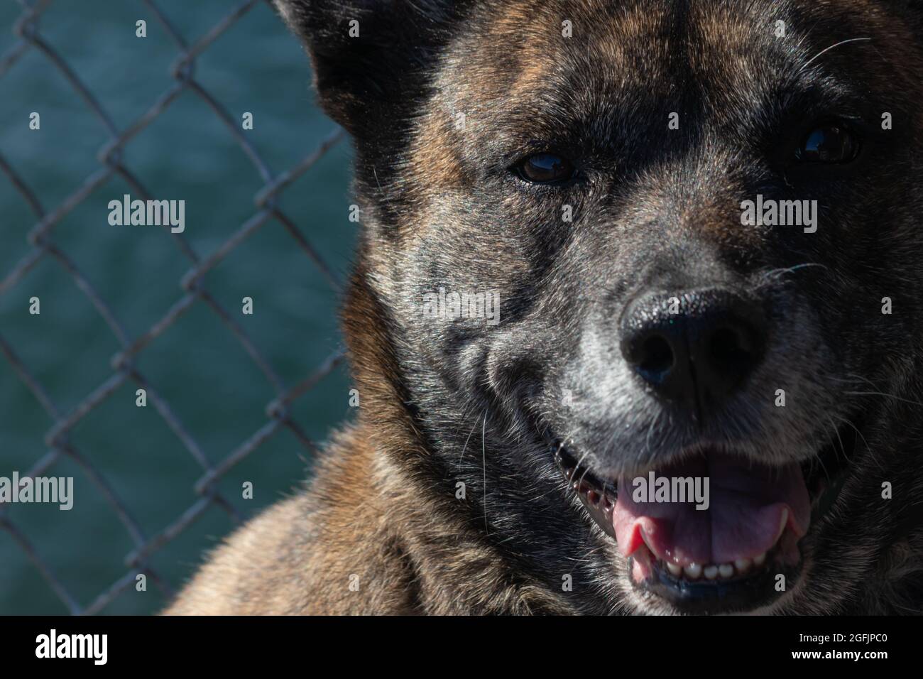 gros plan d'un grand chien bringé assis Banque D'Images