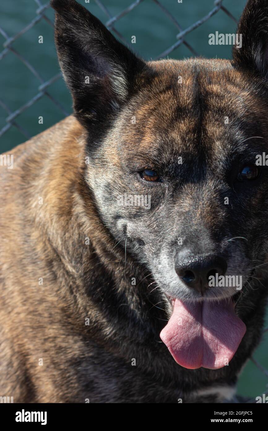 gros plan d'un grand chien bringé assis Banque D'Images