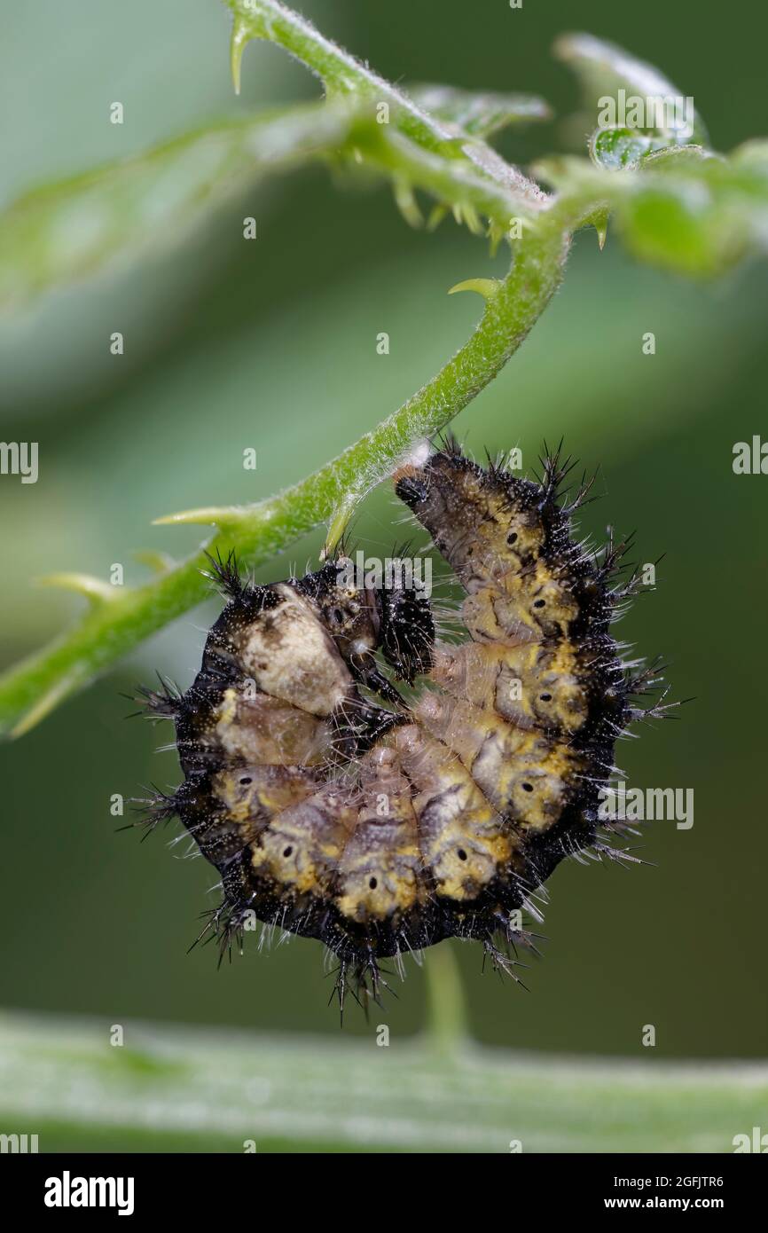 Petite chenille de Tortoiseshell - Aglais urticae, larve de pré-mariation Banque D'Images