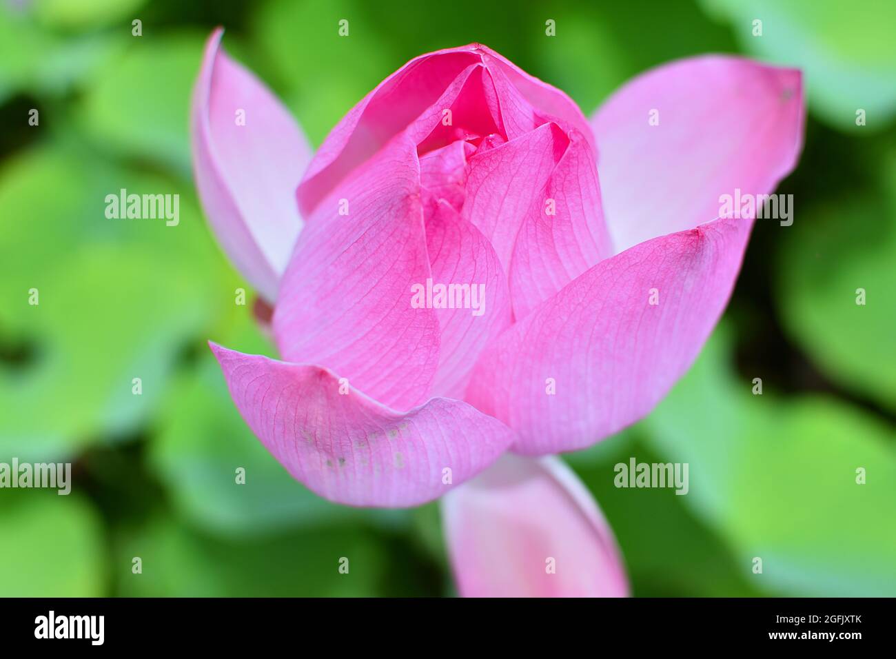 Tahiti, Polynésie française : gros plan d'une fleur de lotus, nelumbonaceae Banque D'Images
