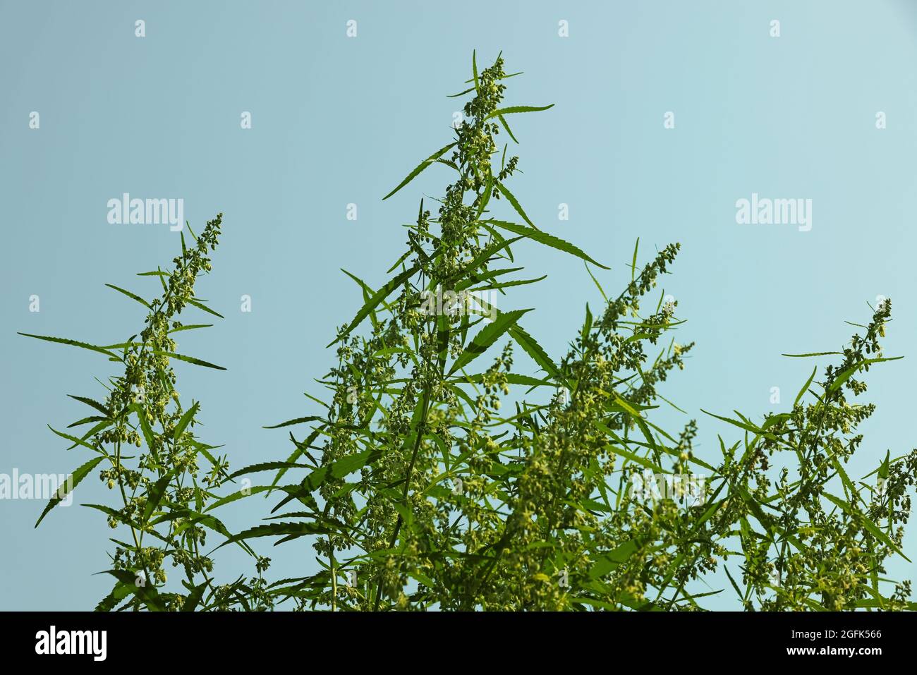 Gros plan de cannabis vert frais ou de chanvre en fleur sur ciel bleu, feuilles, bourgeons et fleurs, vue à angle bas Banque D'Images