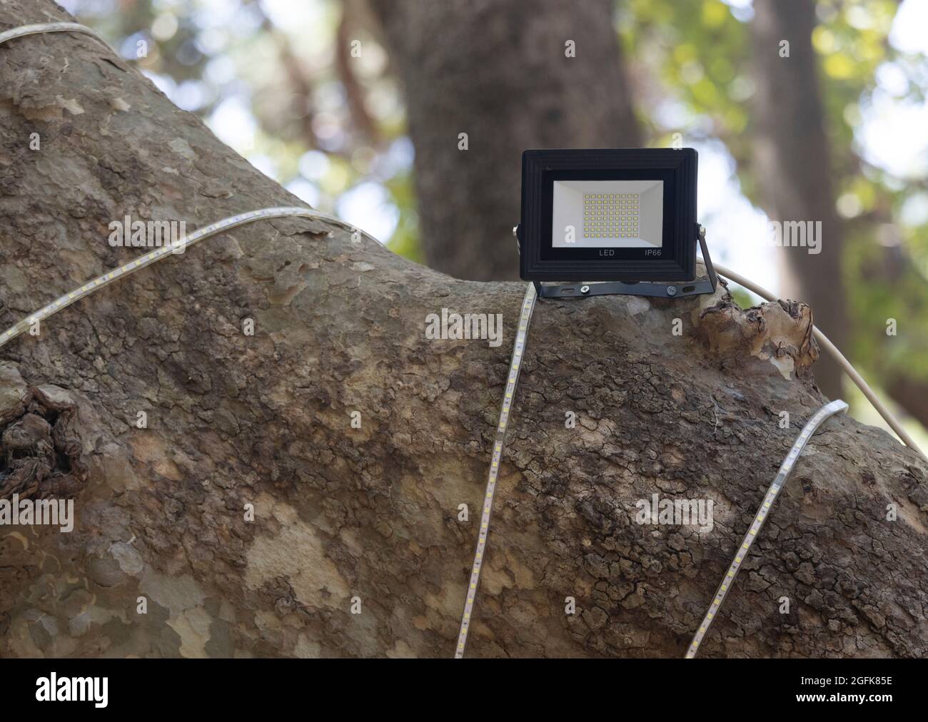 Une lampe de projecteur placée sur un arbre. Banque D'Images