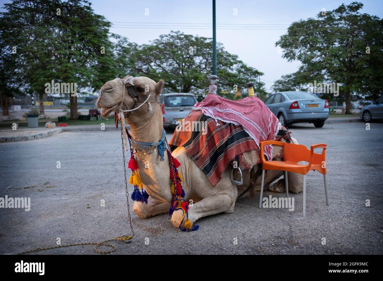 Un chameau en activité se trouve entre les promenades à un arrêt de route juste au nord de Jérusalem en Israël. Banque D'Images