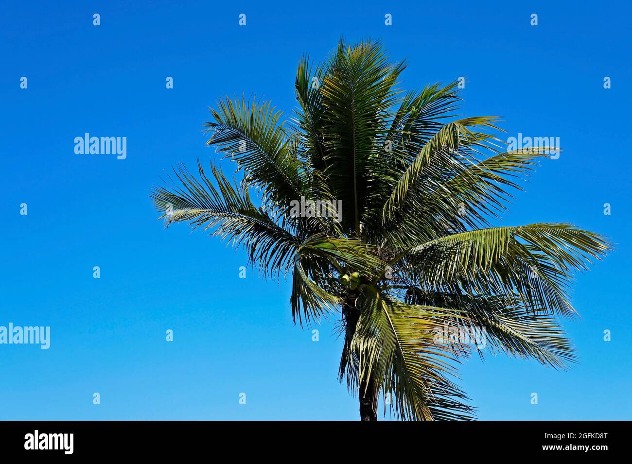 Cococotier au vent, Rio, Brésil Banque D'Images
