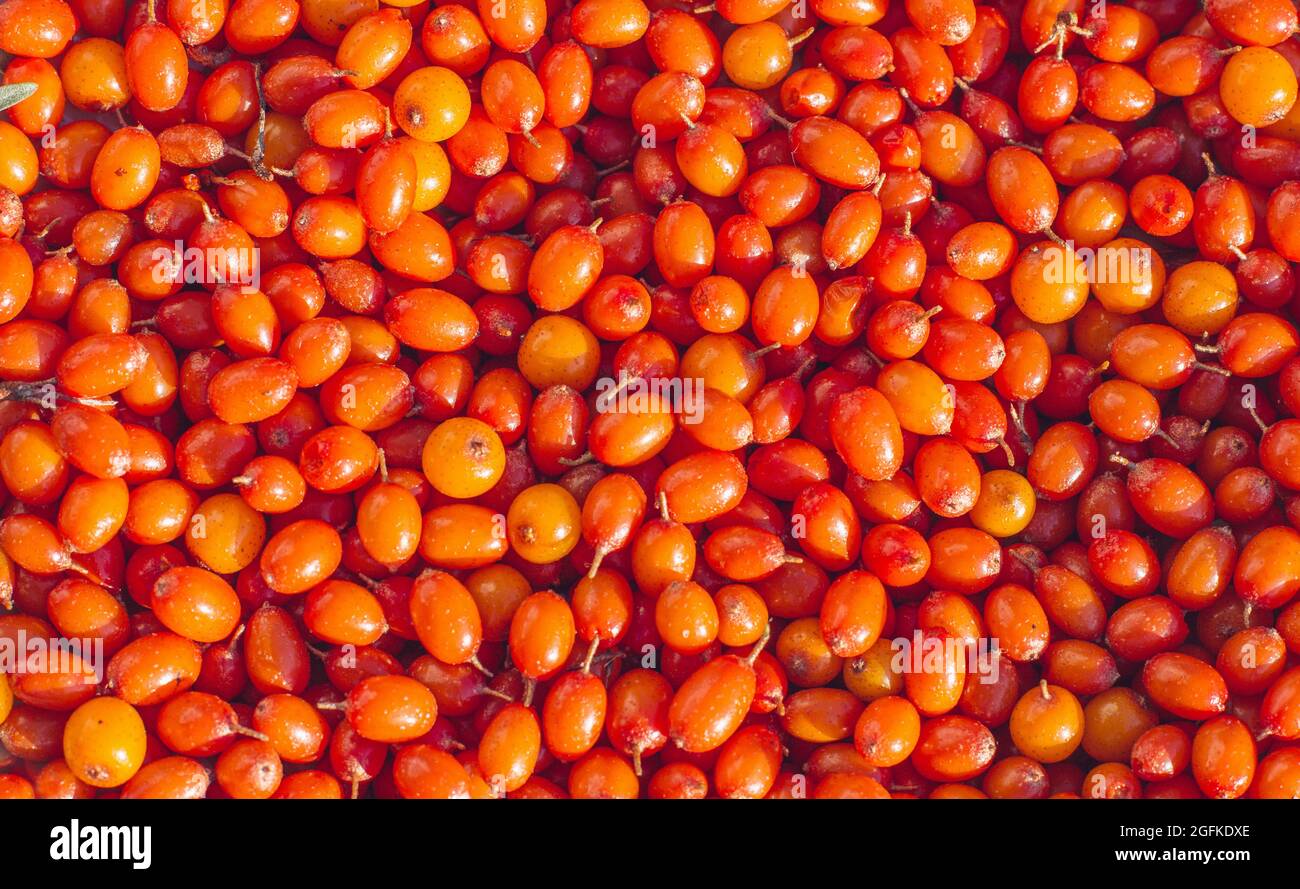 gros plan de baies d'argousier orange. super nourriture et nourriture saine Banque D'Images