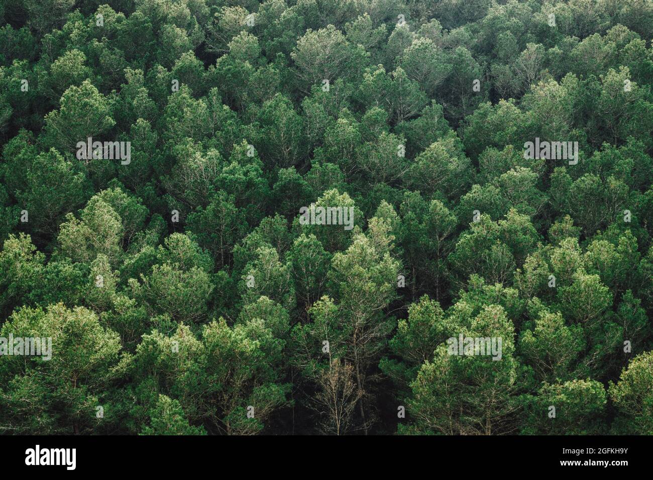 Forêt et prairie d'Oran, Algérie Banque D'Images