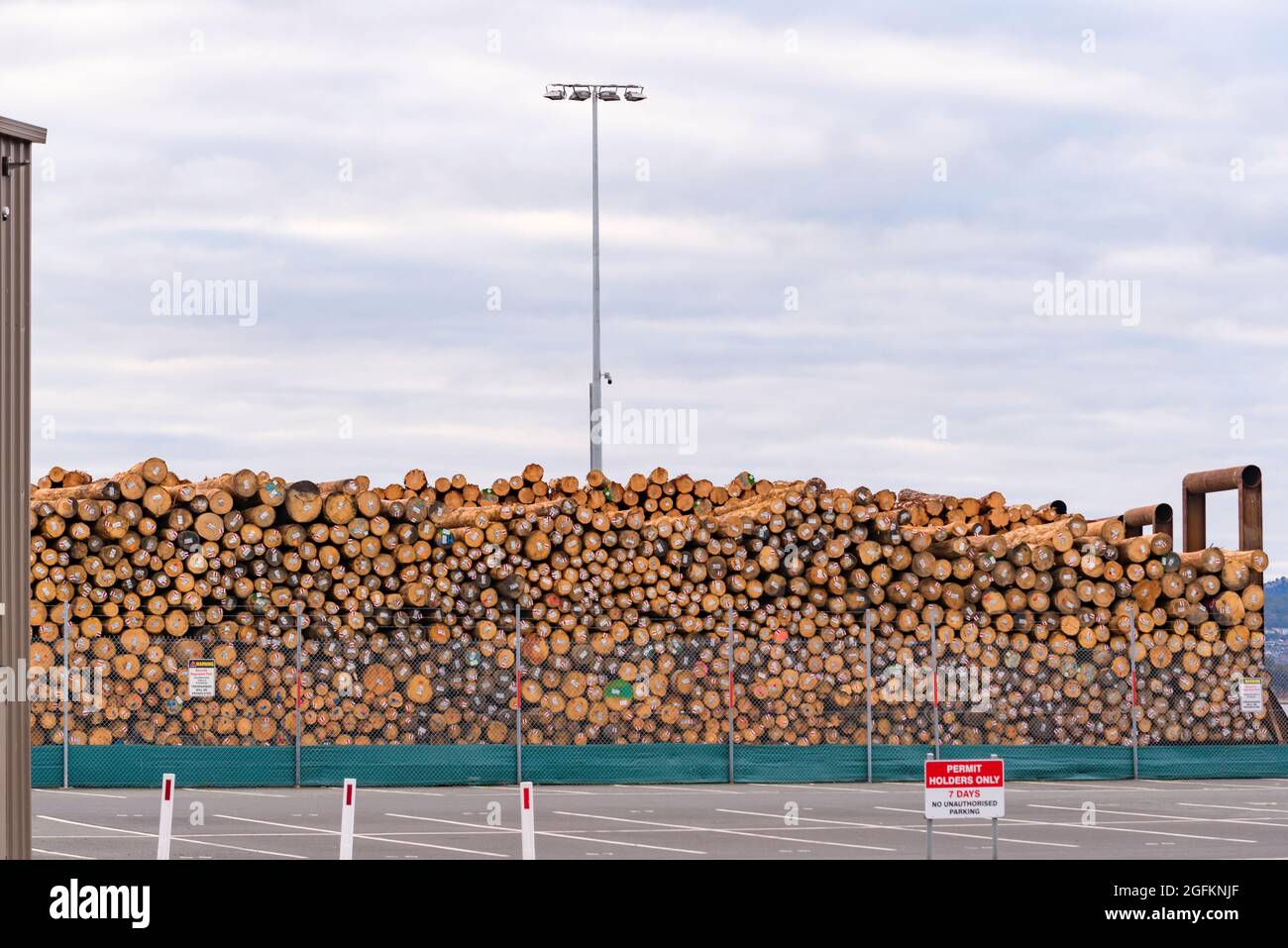 Bois de charpente provenant des forêts du sud de la Tasmanie, empilé en attente d'exportation à Macquarie Wharf sur la Derwent River à Hobart, Tasmanie, Australie Banque D'Images