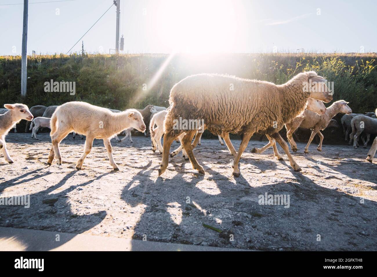Mouton au bord de la mer Banque de photographies et d’images à haute résolution Alamy