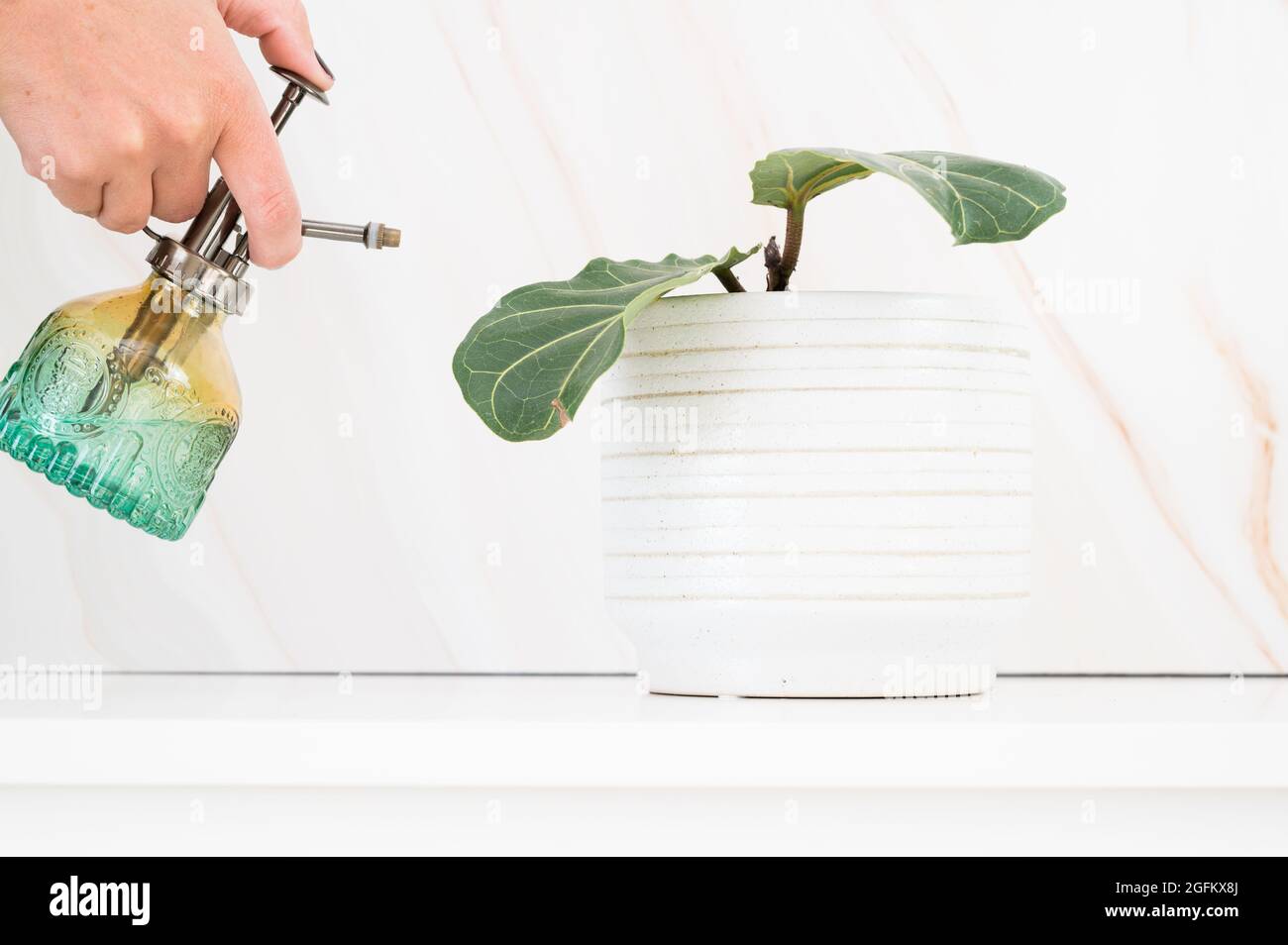 Fig. Feuille de violon en pot blanc avec pulvérisateur d'eau mister vert Banque D'Images