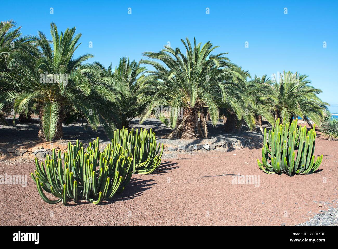 Cactus et palmier sur Gran Canaria, Espagne Photo Stock - Alamy