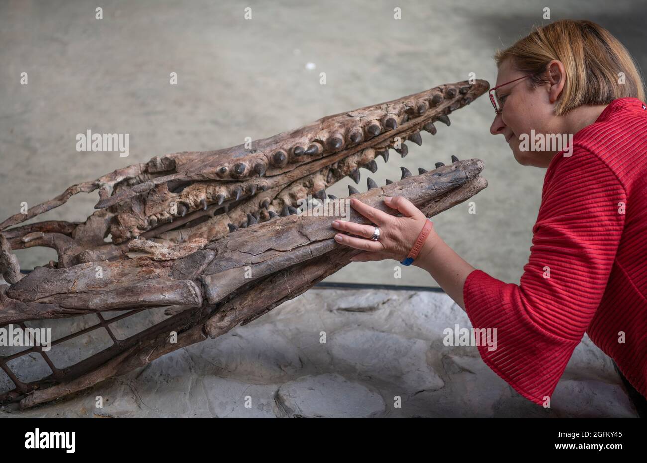 Summers place Auctions, Billingshurst, Sussex, Royaume-Uni. 26 août 2021. Lot d'étoiles dans l'enchère d'évolution en novembre est un fossile de Tylosaur, étroitement lié aux lézards et serpents modernes, avec une estimation de £70,000-120,000. C'est peut-être le seul Tylosaur en Europe, un reptile marin prédateur de 21 pieds de long avec une élégante forme allongée. Ce fossile magnifiquement conservé est doté d'une tête et d'ailettes amovibles, ce qui lui donne un aspect 3D spectaculaire. Crédit : Malcolm Park/Alay Live News Banque D'Images