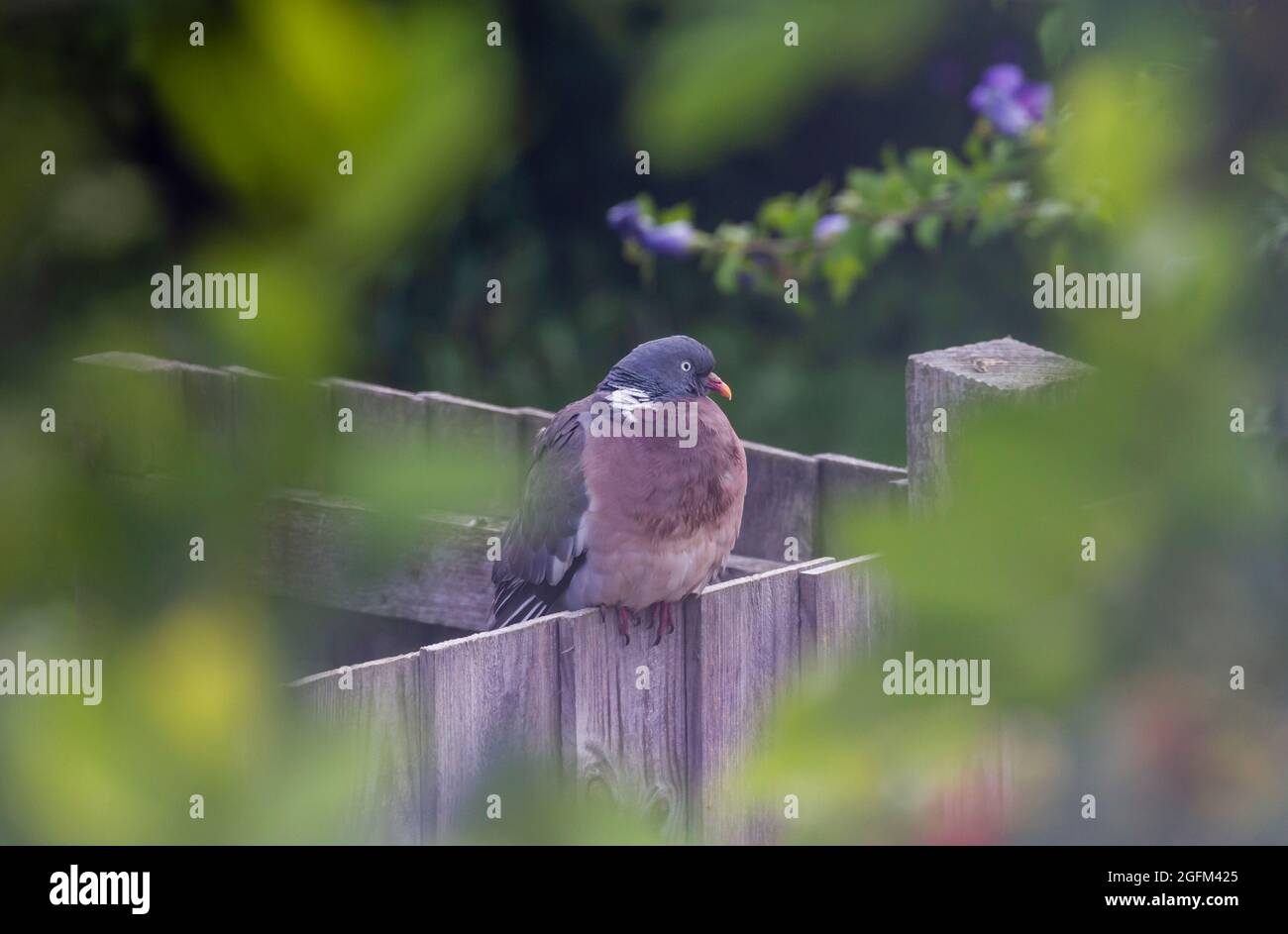 Pigeon en bois dans un jardin anglais encadré par un arbre de baie Banque D'Images