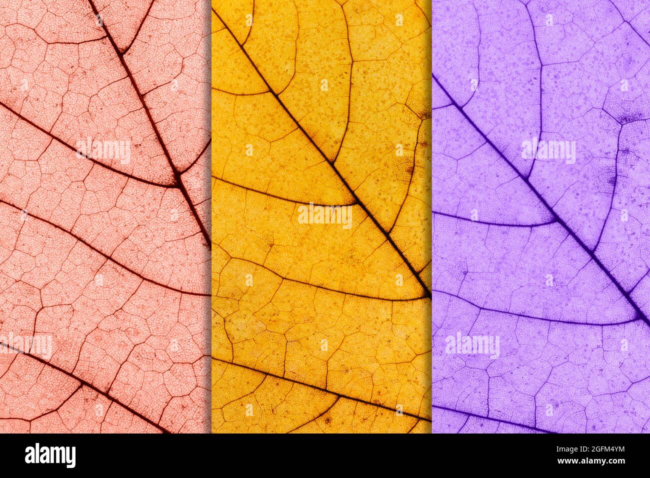 Arrière-plan d'automne composé de feuille d'érable à trois tons. Feuillage d'automne teinté de rose, d'or et de violet Banque D'Images