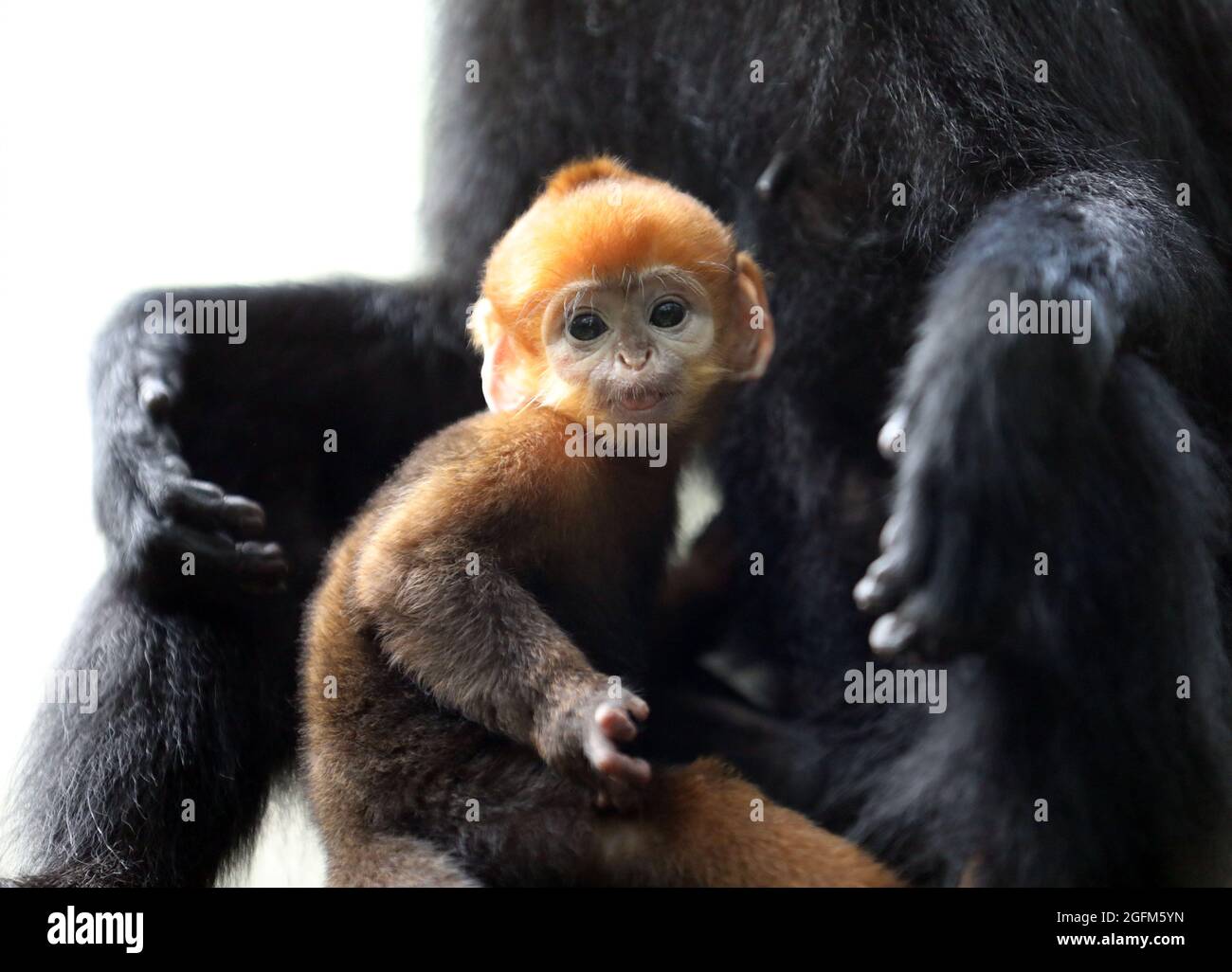 Guangzhou, province chinoise de Guangdong. 26 août 2021. Le jeune né, le langur Daxiang de François, est photographié au parc de safari de Chimelong à Guangzhou, capitale de la province de Guangdong dans le sud de la Chine, le 26 août 2021. Huanhuan, une femme langure de François au parc de safari Chimelong de Guangzhou, a donné naissance à son deuxième bébé, une femme nommée Daxiang, le matin du 12 août. Deux semaines après sa naissance, Daxiang a fait ses premiers débuts en public jeudi. Crédit: Huang Guobao/Xinhua/Alamy Live News Banque D'Images
