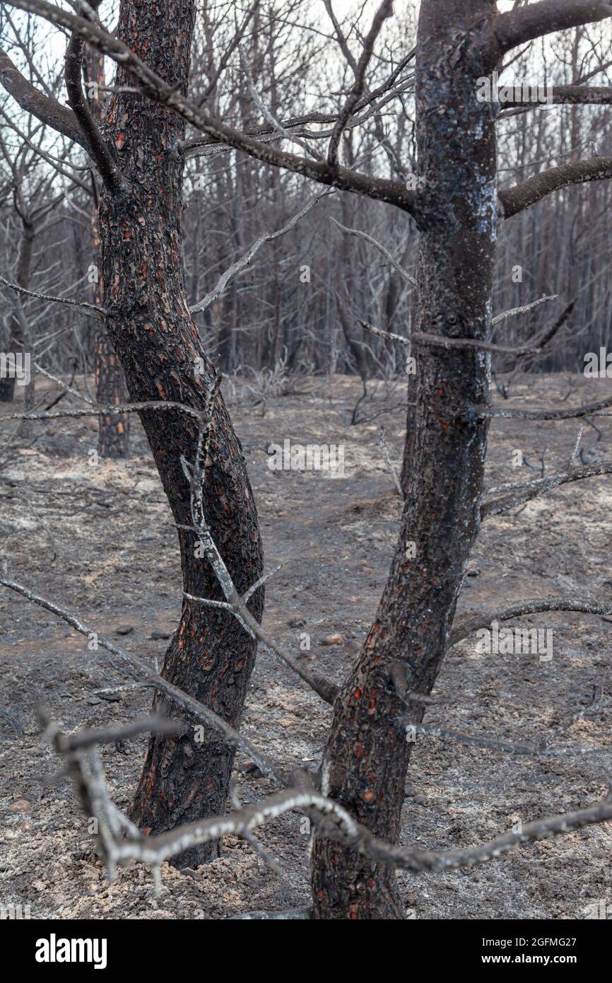 Forêt brûlée à Attica, en Grèce, après les feux de brousse au mont Parnitha et dans les districts de Varympompi et de Tatoi, au début d'août 2021. Banque D'Images