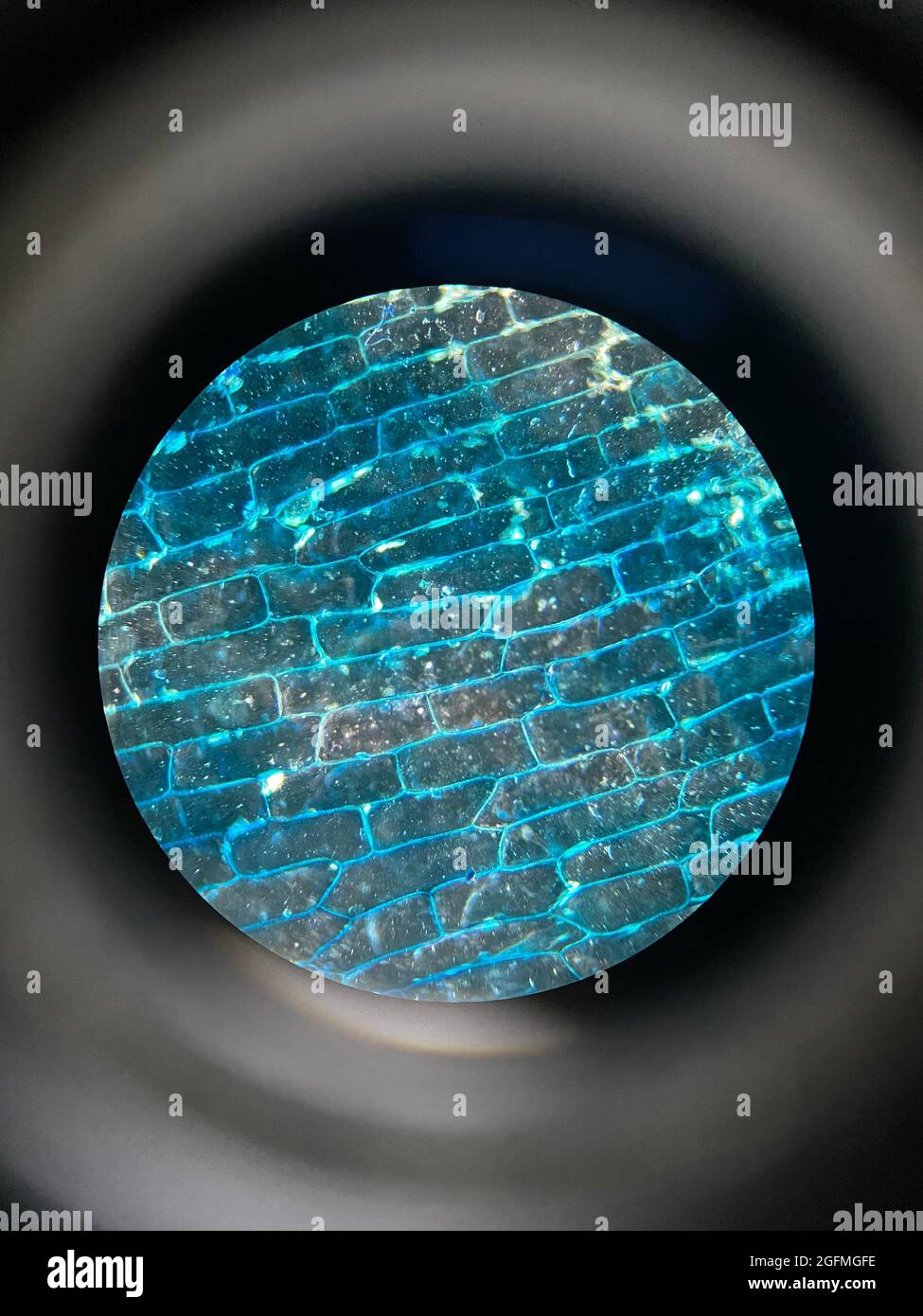 Vue microscopique des cellules épidermiques d'oignons colorés Banque D'Images